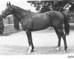 stallion Sallust xx (Thoroughbred, 1969, from Pall Mall xx)