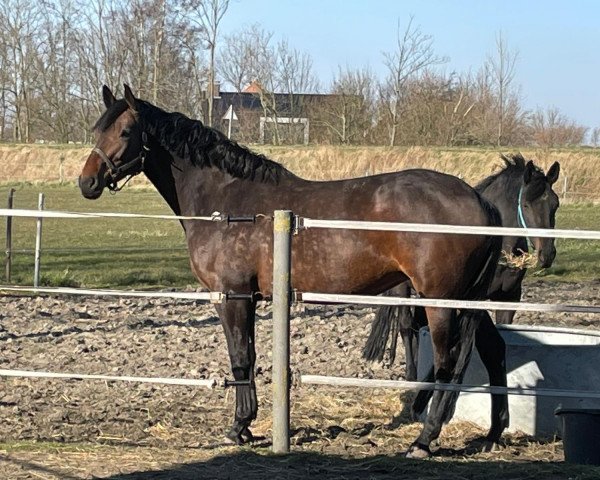 broodmare Mary-Lou (KWPN (Royal Dutch Sporthorse), 2017, from Diamant de Semilly)