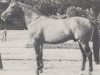 stallion Sonnenkönig xx (Thoroughbred, 1959, from Zuccarello xx)