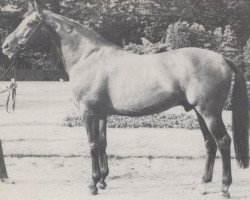 stallion Sonnenkönig xx (Thoroughbred, 1959, from Zuccarello xx)