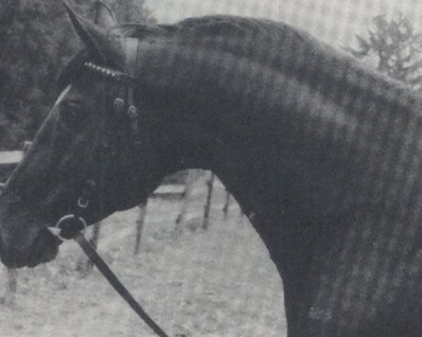 stallion Wellington (Oldenburg, 1977, from Weltmeister)