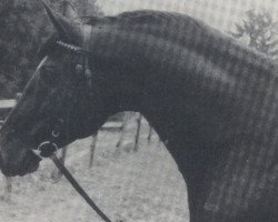 stallion Wellington (Oldenburg, 1977, from Weltmeister)