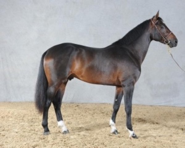 stallion Ulhan du Temple (Selle Français, 2008, from Kannan)