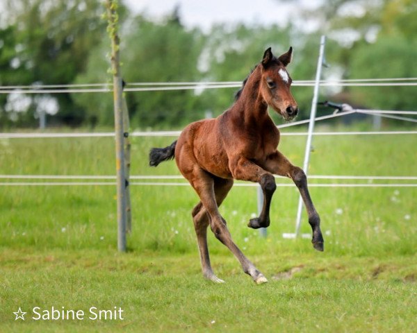 Springpferd Serafina (KWPN (Niederländisches Warmblut), 2022, von Contagio)