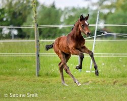 jumper Serafina (KWPN (Royal Dutch Sporthorse), 2022, from Contagio)