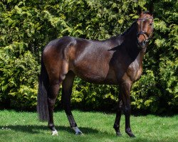 dressage horse Dona Scalina (Rhinelander, 2019, from Don Allegro)