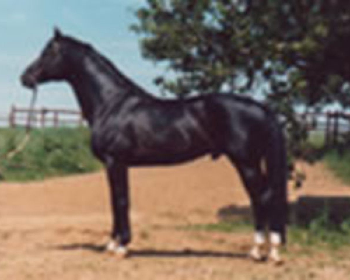 Deckhengst Gasparone (Trakehner, 1973, von Herbststurm)