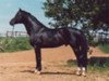 stallion Gasparone (Trakehner, 1973, from Herbststurm)