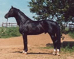 stallion Gasparone (Trakehner, 1973, from Herbststurm)