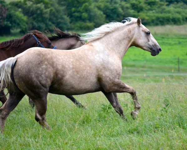 Pferd FHS Annes Hollymolly (Quarter Horse, 2007, von Great Holly Pine)