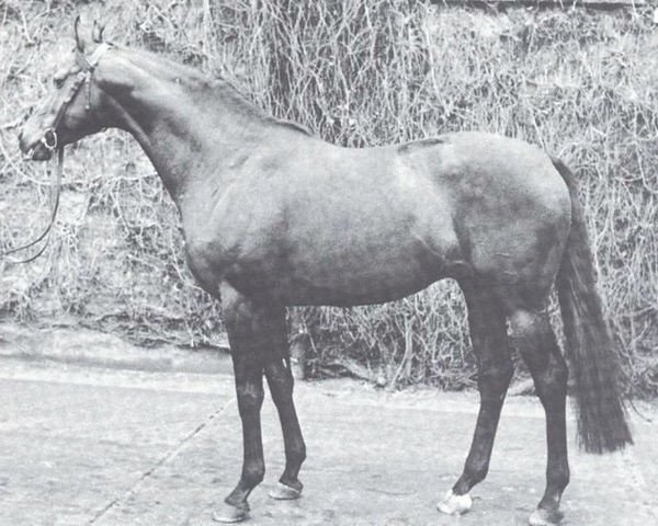 stallion Mohn xx (Thoroughbred, 1966, from Orsini xx)
