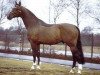stallion Sidney (Holsteiner, 1983, from Silvester)