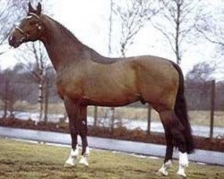 stallion Sidney (Holsteiner, 1983, from Silvester)