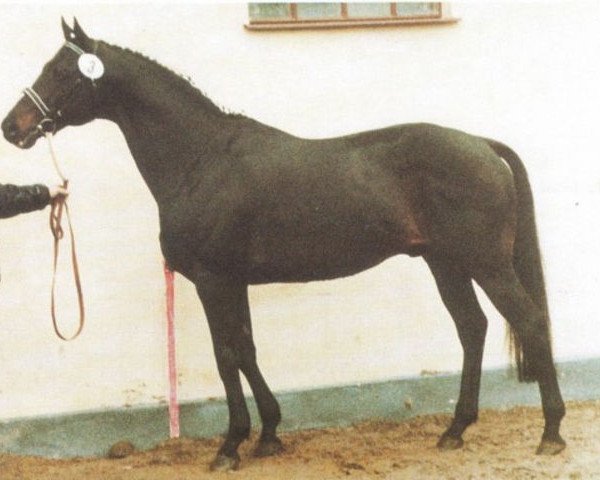 stallion Columbus xx (Thoroughbred, 1973, from Priamos xx)