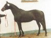 stallion Columbus xx (Thoroughbred, 1973, from Priamos xx)