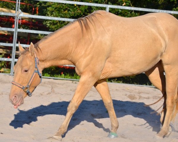 Pferd FHS Time for Gold (Quarter Horse, 2007, von Great Holly Pine)