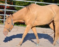 Pferd FHS Time for Gold (Quarter Horse, 2007, von Great Holly Pine)