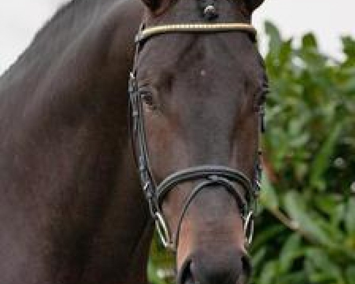 stallion Kardinal (Oldenburg, 2009, from Krack C)