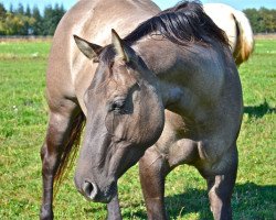 Pferd FHS No Limits (Quarter Horse, 2007, von Great Holly Pine)