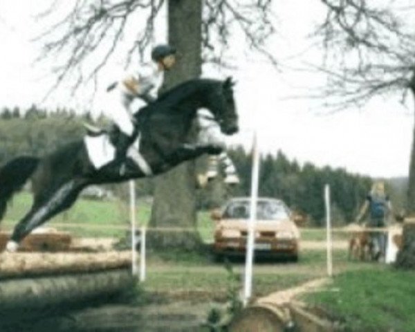 stallion Grundy's Sohn (Holsteiner, 1989, from Grundyman xx)
