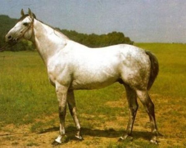 Pferd Sapo xx (Englisches Vollblut, 1975, von Capistrano xx)