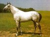 stallion Sapo xx (Thoroughbred, 1975, from Capistrano xx)