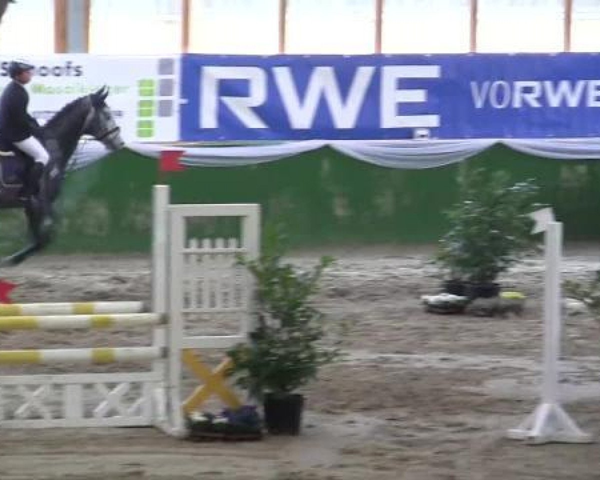 Springpferd Cornado's Casanova (Westfale, 2007, von Cornado NRW)