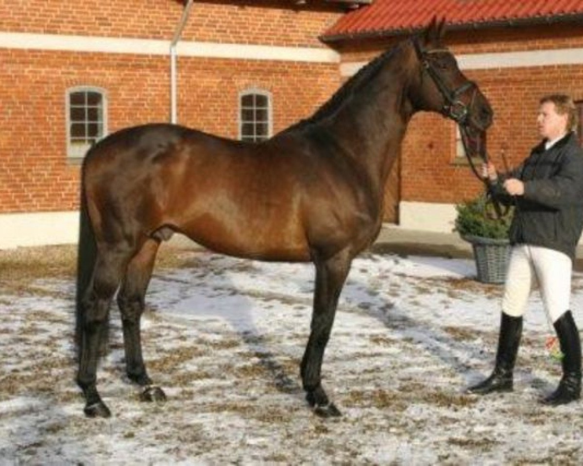 stallion Kanudos xx (Thoroughbred, 1989, from Acatenango xx)