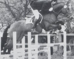 stallion L'Ombre (Holsteiner, 1986, from Lorenz)