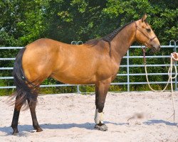 Pferd FHS Simply the Best (Quarter Horse, 2010, von Great Holly Pine)