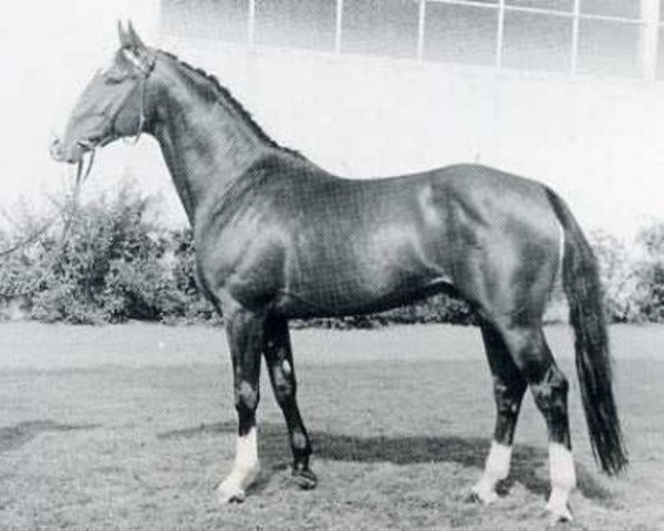 stallion Colonel (Holsteiner, 1961, from Cottage Son xx)