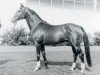 stallion Colonel (Holsteiner, 1961, from Cottage Son xx)