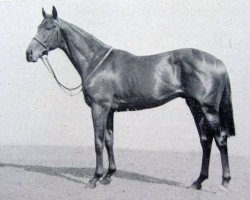 stallion Combat xx (Thoroughbred, 1944, from Big Game xx)