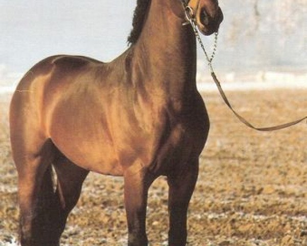 Pferd Romanoff J (Bayer, 1987, von Ramin)