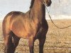 stallion Romanoff J (Bavarian, 1987, from Ramin)