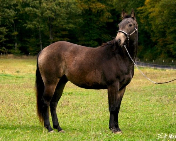 Pferd FHS Final Countdown (Quarter Horse, 2010, von Great Holly Pine)