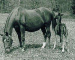 broodmare Gondel (Trakehner, 1943, from Halbmond)