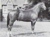 stallion Goldtopas (Trakehner, 1963, from Pindar xx)