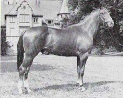 stallion Goldtopas (Trakehner, 1963, from Pindar xx)