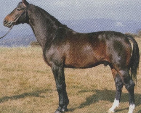 stallion Goldschmied (Hessian Warmblood, 1975, from Goldtopas)