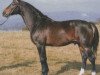 stallion Goldschmied (Hessian Warmblood, 1975, from Goldtopas)