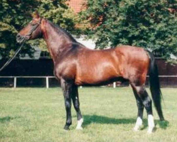 stallion Duralin II (Mecklenburg, 1979, from Duran)