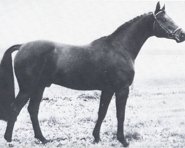 stallion Inselkönig (Trakehner, 1966, from Kapitaen)