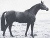 stallion Inselkönig (Trakehner, 1966, from Kapitaen)