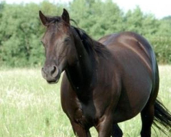 broodmare JAZ Lady Raven (Quarter Horse, 1996, from Little Steel Dust)