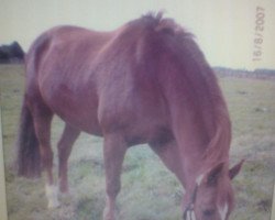 horse Vitali 2 (Latvian Warmblood, 1994, from Dolars)