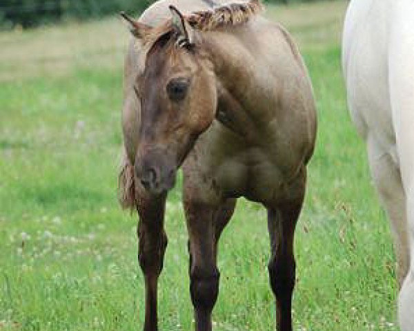 horse FHS Returntoinnocent (Quarter Horse, 2008, from Great Holly Pine)