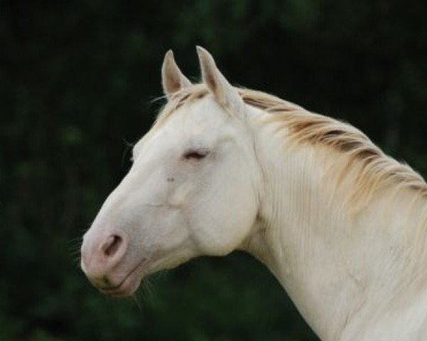 Zuchtstute Blue Eye Annabelle (Quarter Horse, 1992, von Tivio Jessie James)