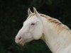 Zuchtstute Blue Eye Annabelle (Quarter Horse, 1992, von Tivio Jessie James)