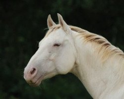 Zuchtstute Blue Eye Annabelle (Quarter Horse, 1992, von Tivio Jessie James)